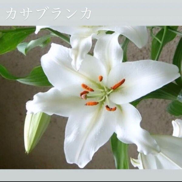 真っ白い花が優美なカサブランカ 根付き特大球根 芽出し球根 1球根