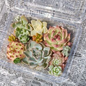 多肉植物 カット苗 トスカーナ2個 シャーロットローズなど 寄せ植えにいかがですか?