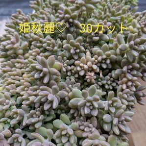 多肉植物 カット苗 30カット 姫秋麗 よく増えて、とても強いです。