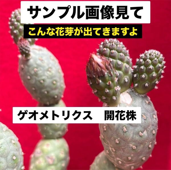 ゲオメトリクス 錦 Tephrocactus geometricus テフロカクタス 仙人掌 観葉植物 多肉植物 プロ個体