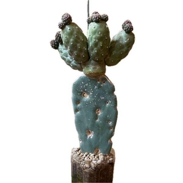 ゲオメトリクス 錦 希少 Tephrocactus geometricus テフロカクタス 仙人掌 観葉植物 多肉植物 プロ個体
