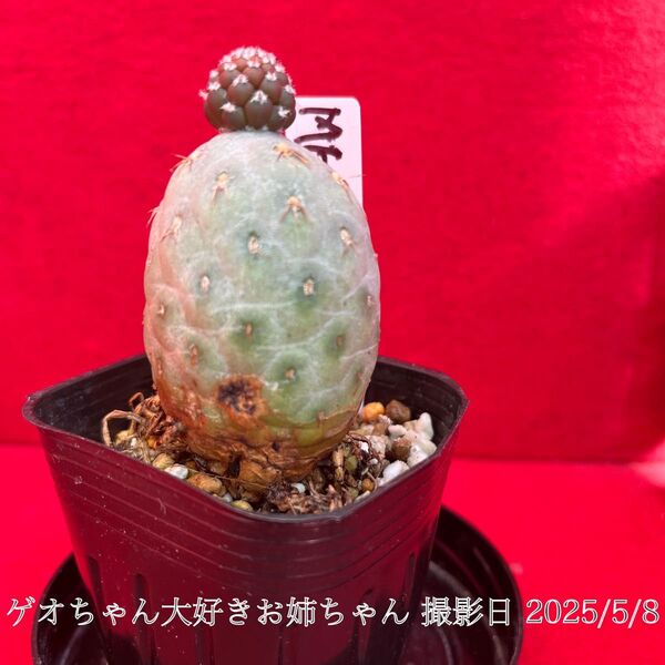 ゲオメトリクス Tephrocactus geometricus テフロカクタス 仙人掌 観葉植物 多肉植物 プロ個体