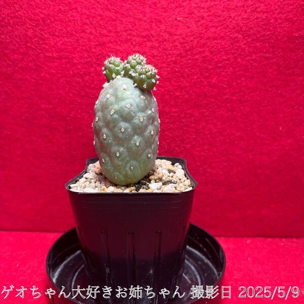 ゲオメトリクス 錦 Tephrocactus geometricus テフロカクタス 仙人掌 観葉植物 多肉植物 プロ個体