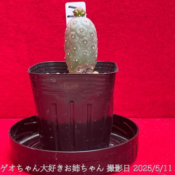 ゲオメトリクス 錦 Tephrocactus geometricus テフロカクタス 仙人掌 観葉植物 多肉植物 プロ個体