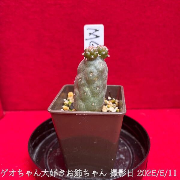 ゲオメトリクス 錦 習志野 Tephrocactus geometricus テフロカクタス 仙人掌 観葉植物 多肉植物 プロ個体