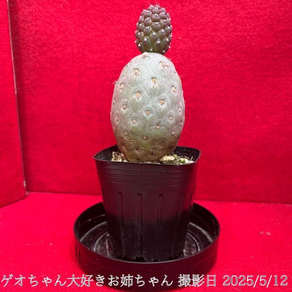 ゲオメトリクス 習志野 Tephrocactus geometricus テフロカクタス 仙人掌 観葉植物 多肉植物 プロ個体