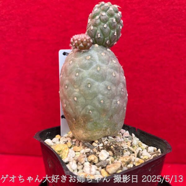 ゲオメトリクス 習志野 Tephrocactus geometricus テフロカクタス 仙人掌 観葉植物 多肉植物 プロ個体