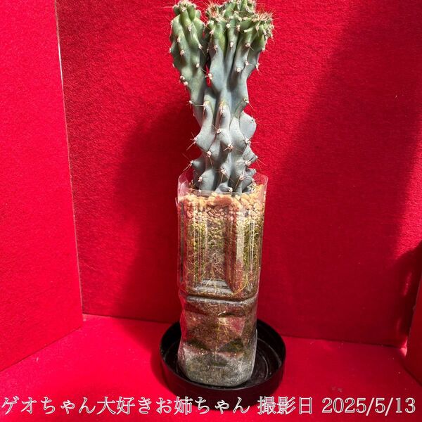 仙人柱サボテン 岩子サボテン鬼面角級化タイプ岩石子(がんせきじし)岩石(がんせきちゅう プロ栽培物