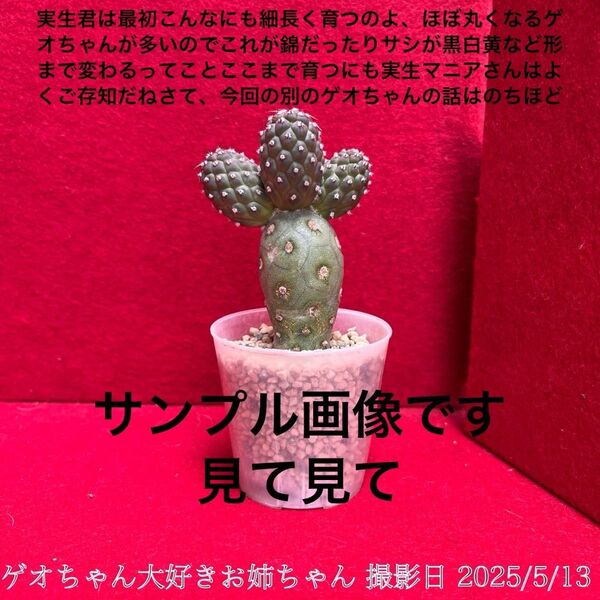 ゲオメトリクス 習志野 Tephrocactus geometricus テフロカクタス 仙人掌 観葉植物 多肉植物 プロ個体