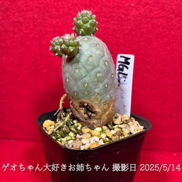 ゲオメトリクス 習志野 Tephrocactus geometricus テフロカクタス 仙人掌 観葉植物 多肉植物 プロ個体