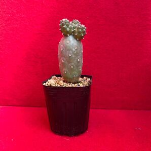 ゲオメトリクス 習志野 Tephrocactus geometricus テフロカクタス 仙人掌 観葉植物 多肉植物 プロ個体
