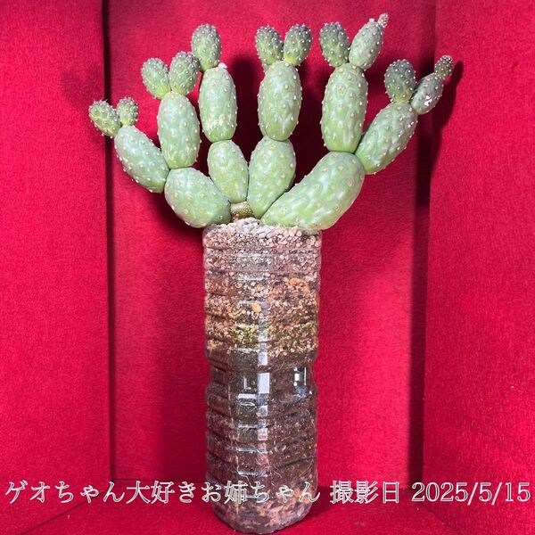 ゲオメトリクス 習志野 Tephrocactus geometricus テフロカクタス 仙人掌 観葉植物 多肉植物 プロ個体