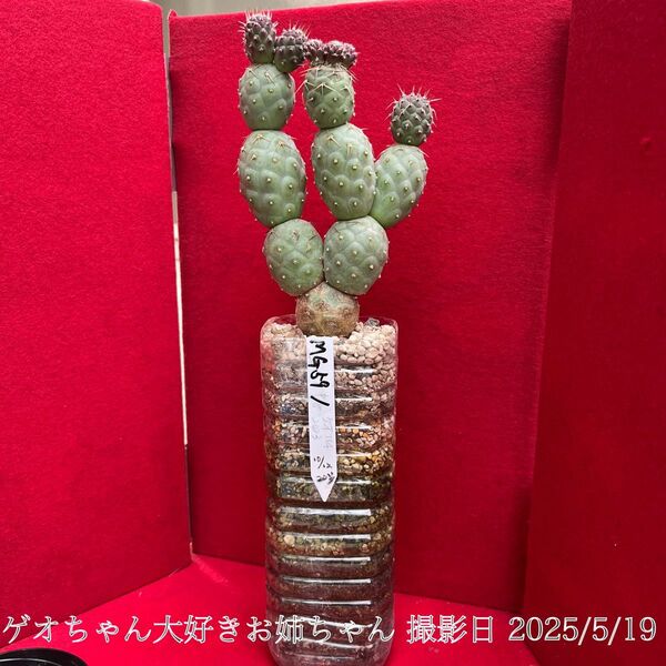 ゲオメトリクス 習志野 Tephrocactus geometricus テフロカクタス 仙人掌 観葉植物 多肉植物 プロ個体大株