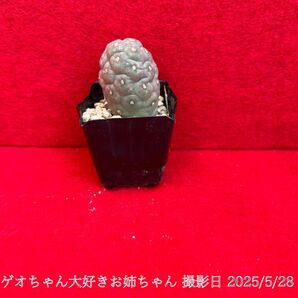 ゲオメトリクス 習志野 Tephrocactus geometricus テフロカクタス 仙人掌 観葉植物 多肉植物 プロ個体