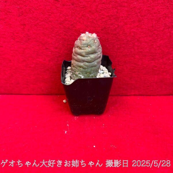 ゲオメトリクス 習志野 Tephrocactus geometricus テフロカクタス 仙人掌 観葉植物 多肉植物 プロ個体