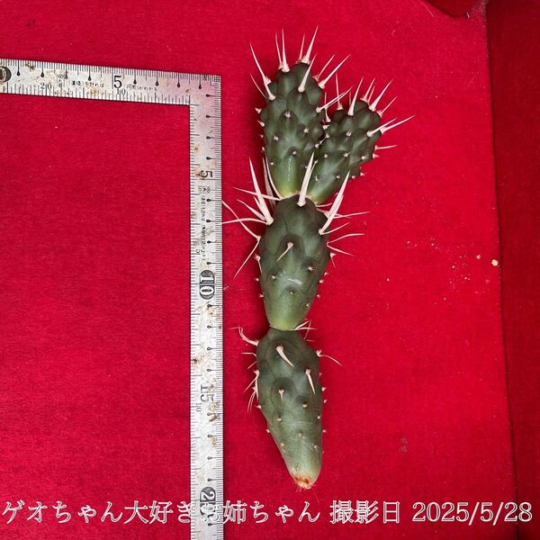 テフロカクタス サボテン 実生