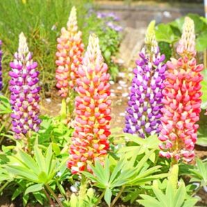 ルピナス混合 種80粒以上 花壇・鉢植えに人気!
