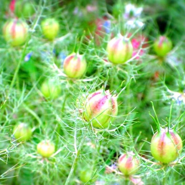カラフルで幻想的な花畑に 種子300粒超(ミックスカラー)