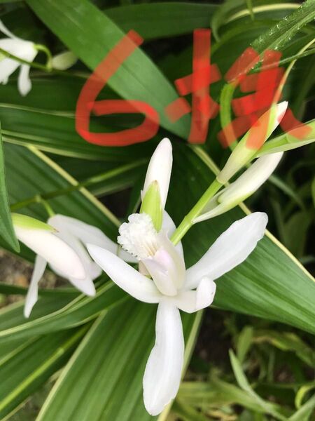 斑入葉 白 シラン 山野草 苗6株