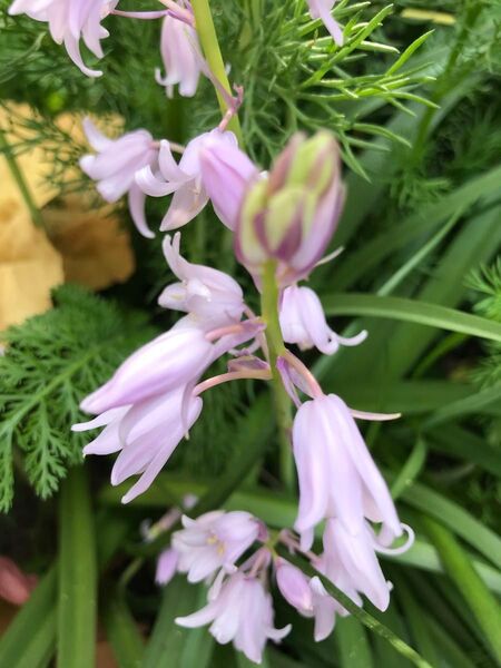 シラー カンパニュラータ ピンク ツリガネスイセン 釣鐘水仙 大粒開花球根25個
