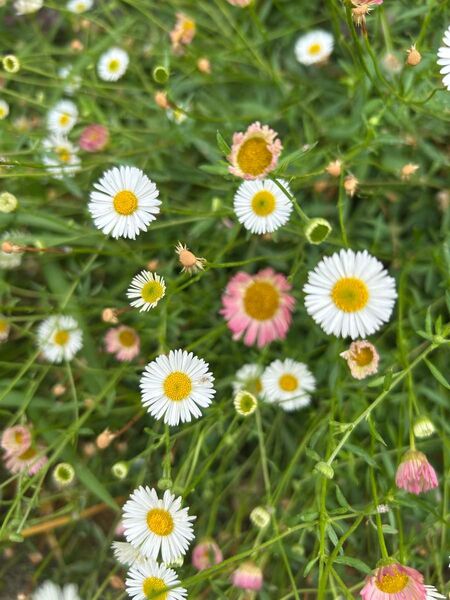 ☆エリゲロン/多年草♪大量抜き苗 30本以上
