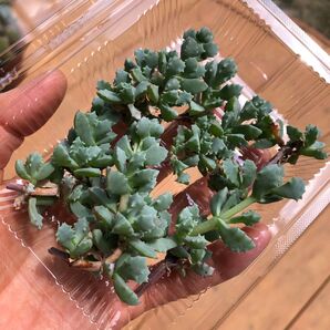 多肉植物 琴爪菊 カット苗