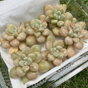 多肉植物 ミリナエ カット苗