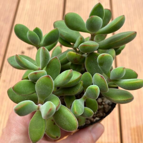多肉植物 ロゲルシー 抜き苗