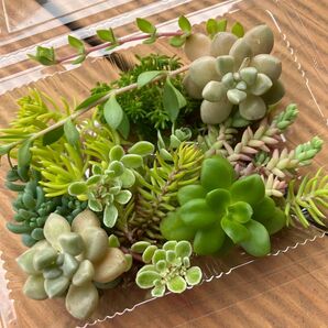 多肉植物 カット苗 詰め合わせ 地植え 花壇