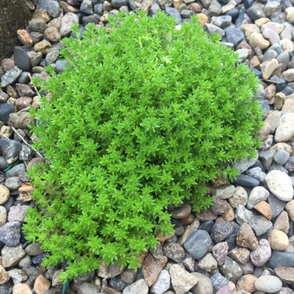 多肉植物 セダム モリムラマンネンソウ