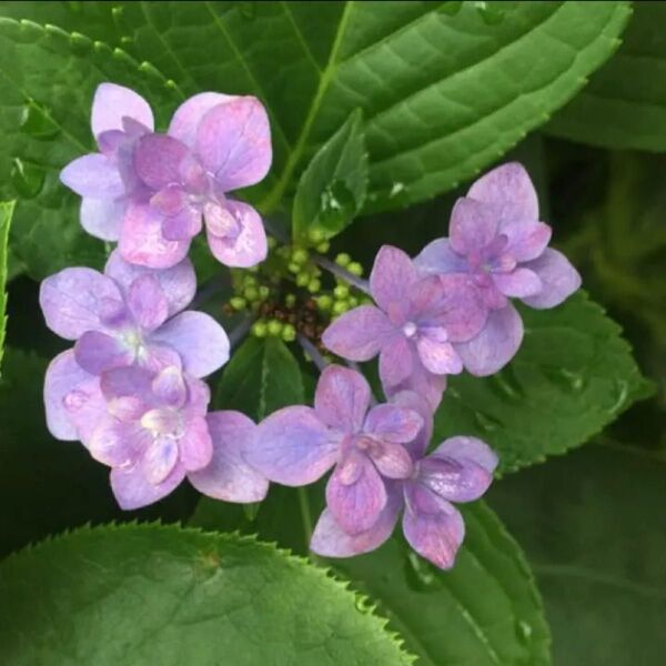 紫陽花 城ヶ崎 挿し穂