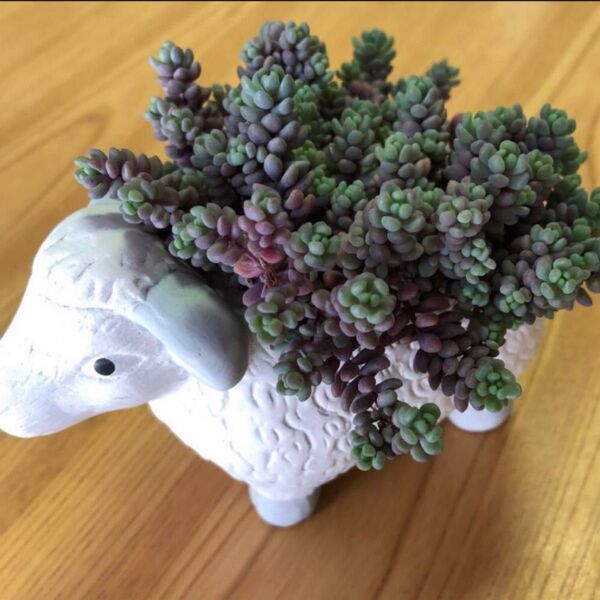 多肉植物 パープルヘイズ カット苗
