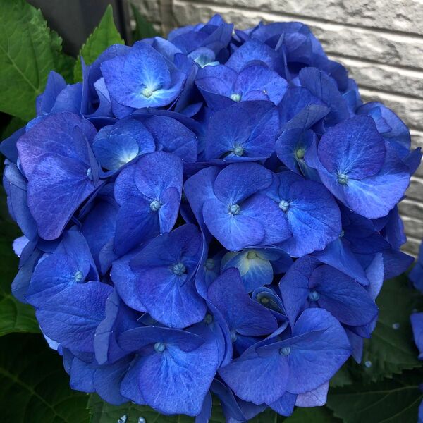 紫陽花 挿し穂 青