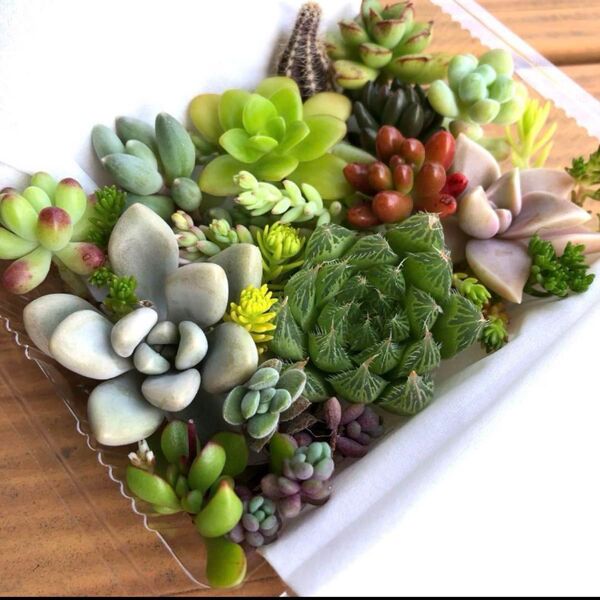 多肉植物 カット苗 詰め合わせ 寄せ植え