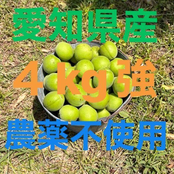 自然栽培 青梅 4kg強 農薬不使用
