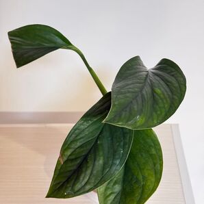 001さん専用植物