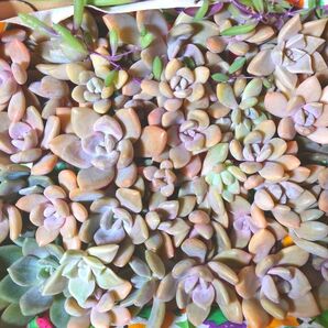 多肉植物 カット苗 まとめ売り