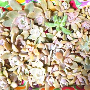 地植え 多肉植物 カット苗 月下美人 見返り美人他 初心者さんにも☆