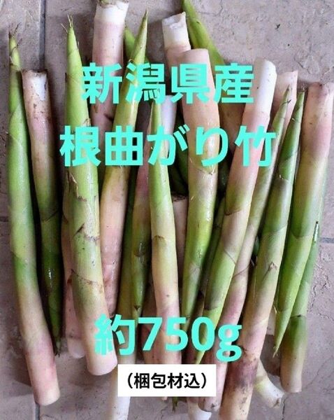 新潟県産根曲がり竹 約0.75kg(梱包材込)