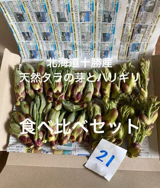北海道十勝産 天然 タラの芽 ハリギリ 食べ比べセット 21