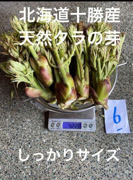 北海道十勝産 天然 タラの芽 6