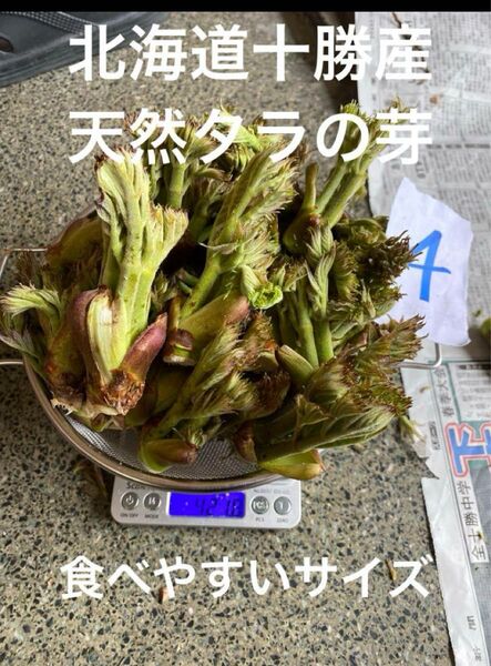 北海道十勝産 天然 タラの芽 4