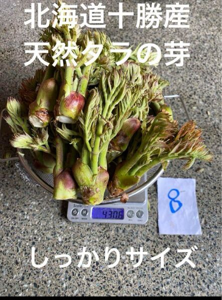 北海道十勝産 天然 タラの芽 8