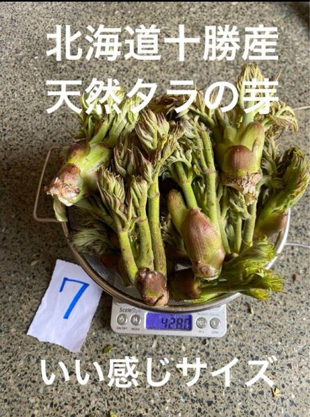 北海道十勝産 天然 タラの芽 7