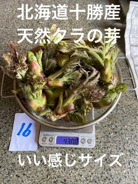 北海道十勝産 天然 タラの芽 16