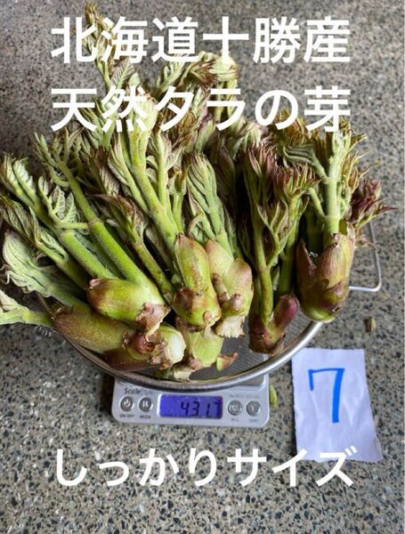 北海道十勝産 天然 タラの芽 7