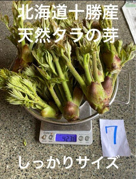 北海道十勝産 天然 タラの芽 7