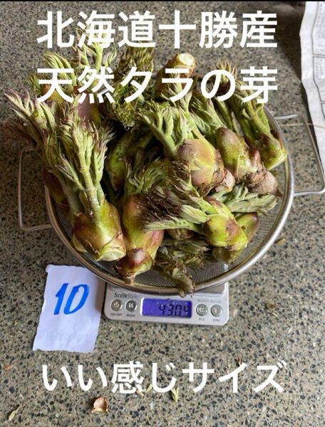 北海道十勝産 天然 タラの芽 10