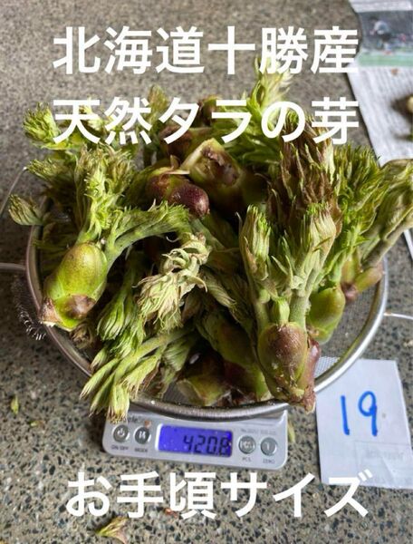 北海道十勝産 天然 タラの芽 19