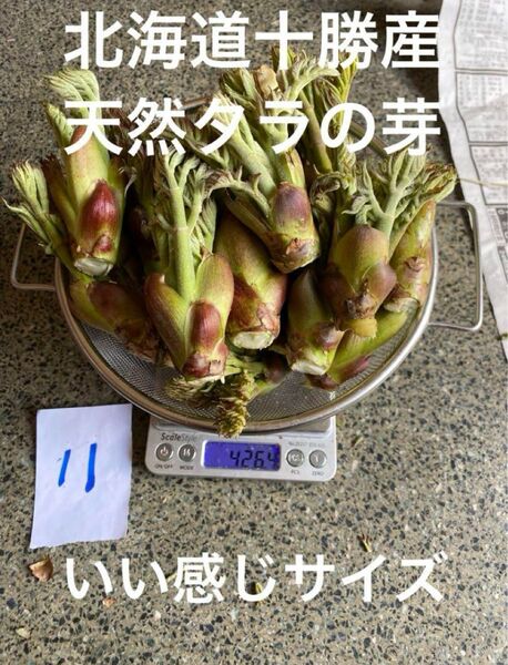 北海道十勝産 天然 タラの芽 11